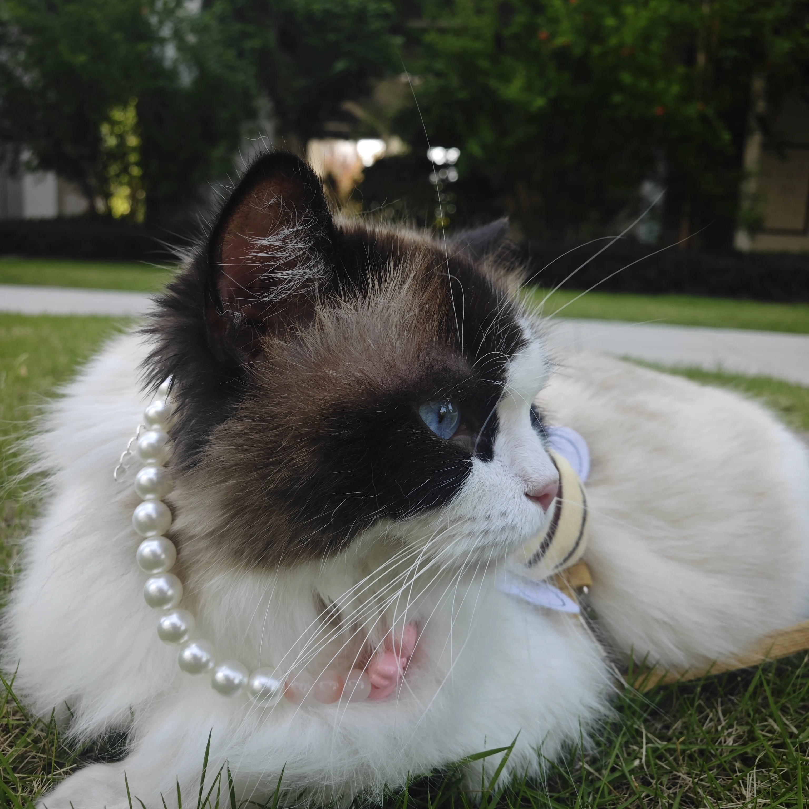 Japanese and Korean princess style girl style pet necklace with pink cat necklace paired with clothing necklace