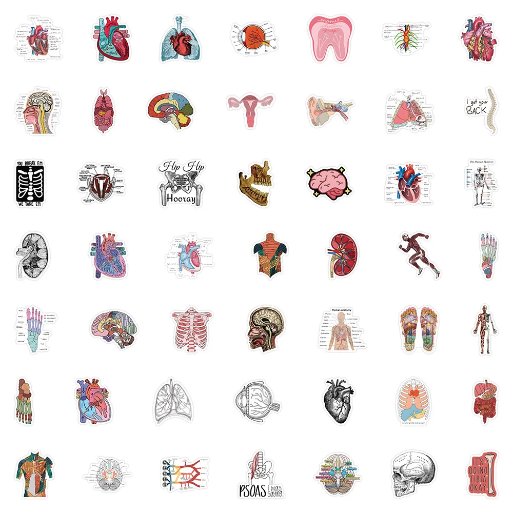 10/30/50pcs Cartoon Human Organ Medical Anatomy Sticker for Laptop Diary Bottle Phone Children Graffiti Waterproof Cool Sticker