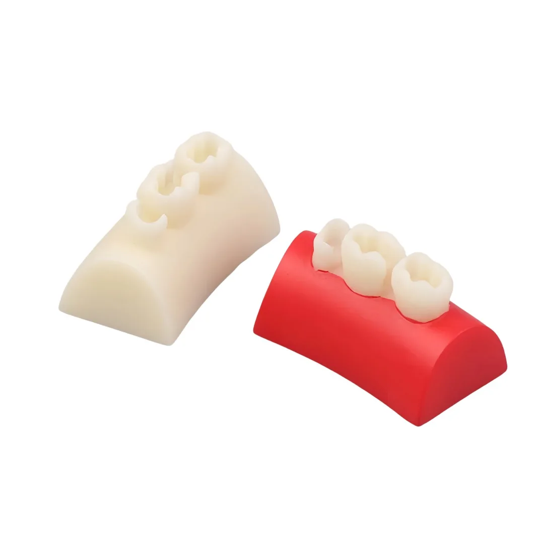 

1 шт., модель для орального стоматологического наполнения, стоматологическая практика, полимерный блок, форма корневого канала, наполнитель, инкрустация, обучающая модель с тремя зубьями