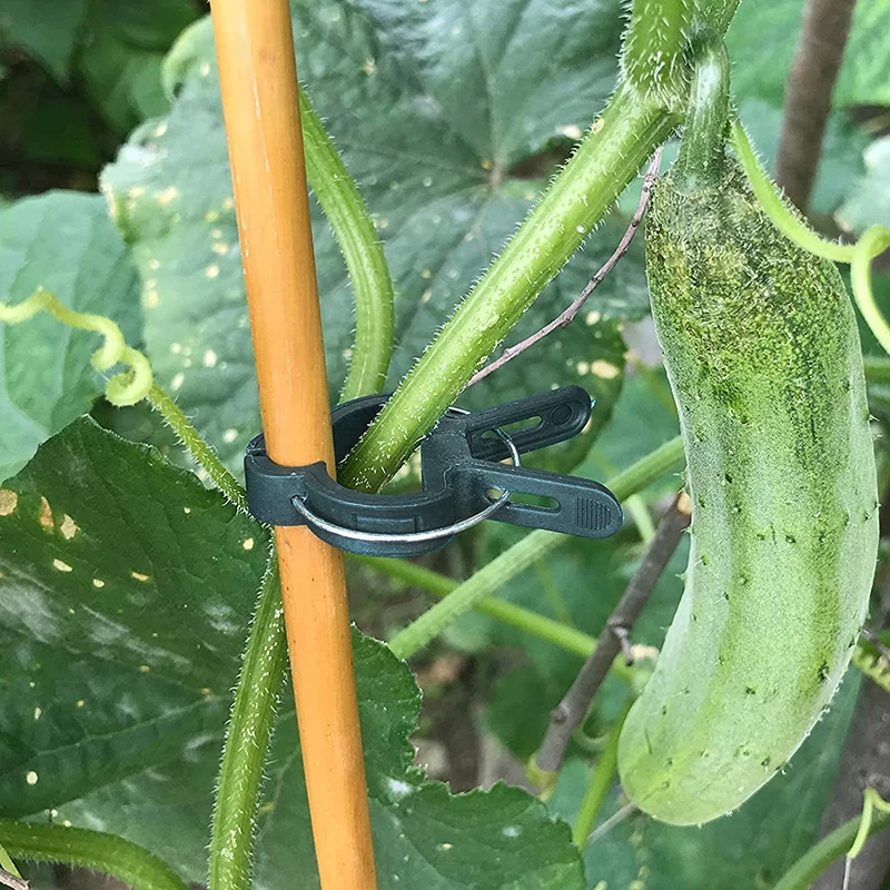 Clip per piante staffa per serra riutilizzabile per piante fisse piantina di fiori di vite supporto per pomodori forniture da giardino