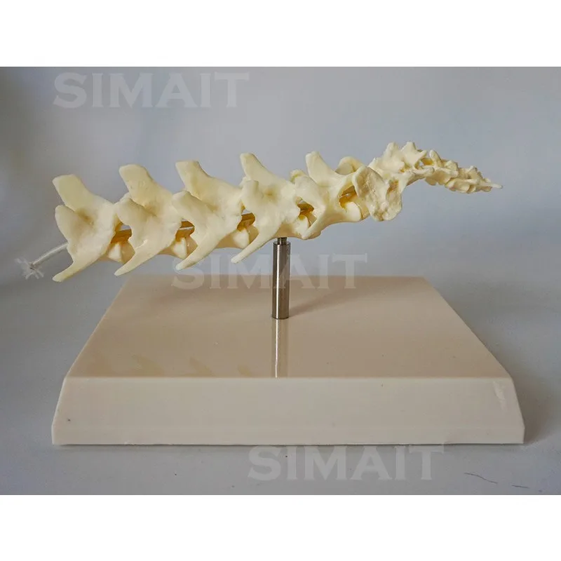 Dog Spine Model: Canine Skeleton Teaching Model
