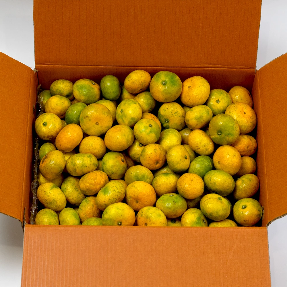 Jeju التسليم المباشر Jeju Tangerines اليوسفي المفتوحة الميدانية 9 كجم