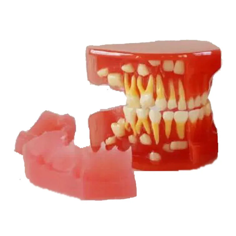 

High Quality Dentition Graghically Developing Dental Model For Medical Teaching