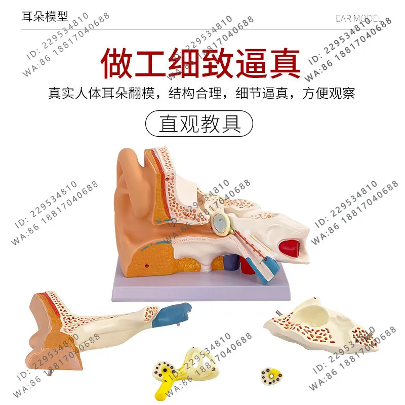 Table-top ear anatomy model, ear auditory system, structural teaching medicine