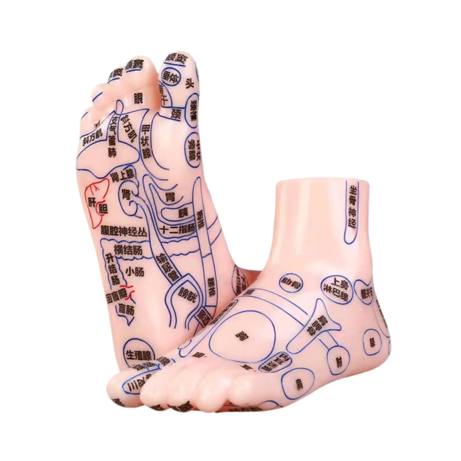 Teaching Model Human Foot Anatomy PVC Practical Learning Tool Foot Massage Model for Medical Study