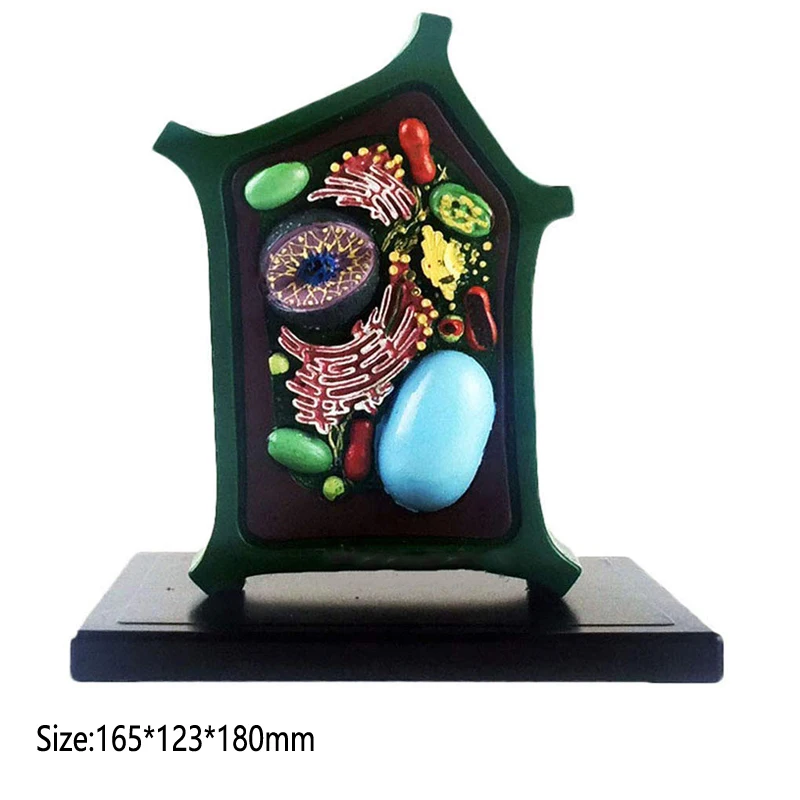 Plant Cell Model Plant Microscopic Specimens Magnified Cell Structure Bio-teaching Model Display Utensils