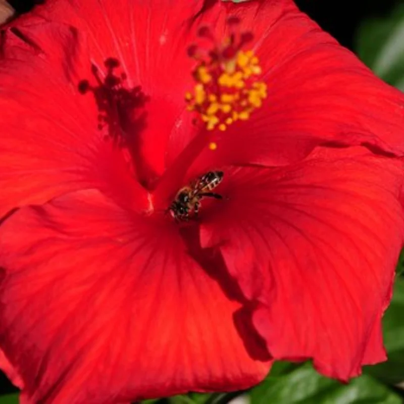 

1 шт. металлический 25 т сервопривод рулевой рожок для 1/10 радиоуправляемого гусеничного автомобиля