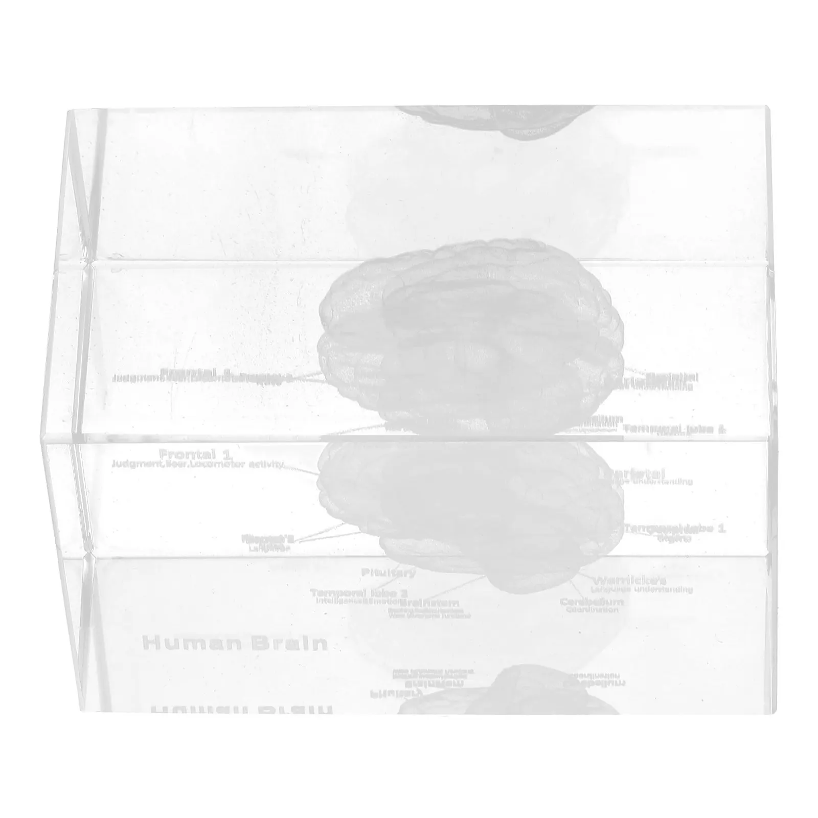 Crystal Human Brain 3D Anatomical Cube High Transparency Sculpture Scientific Office Home Decoration Educational Display