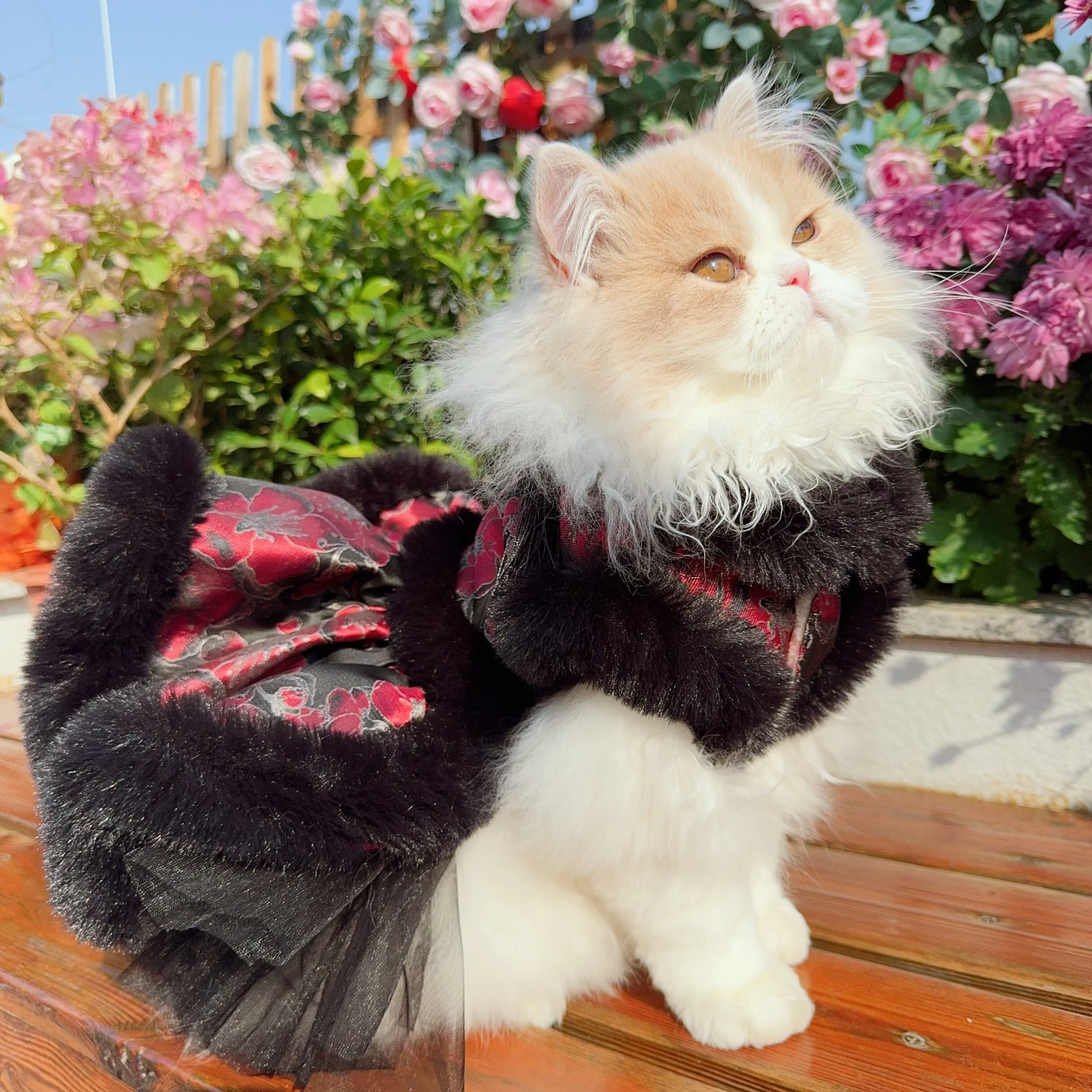 

Ретро-роскошное черно-красное платье для собак, зимнее теплое плюшевое платье с цветочным принтом, платье-принцесса для маленьких и средних собак, юбки для щенков йоркширских терьеров