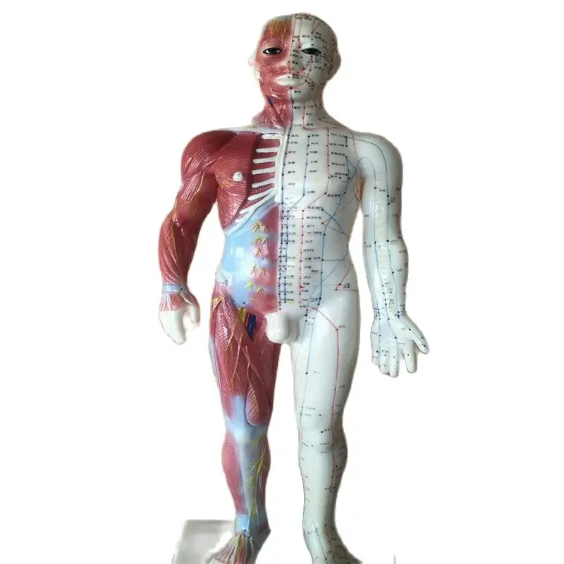 60CM Human Body Acupuncture Manikin Traditional Chinese Medicine Model Medical Science Student Teaching Traning BIX-Y1005