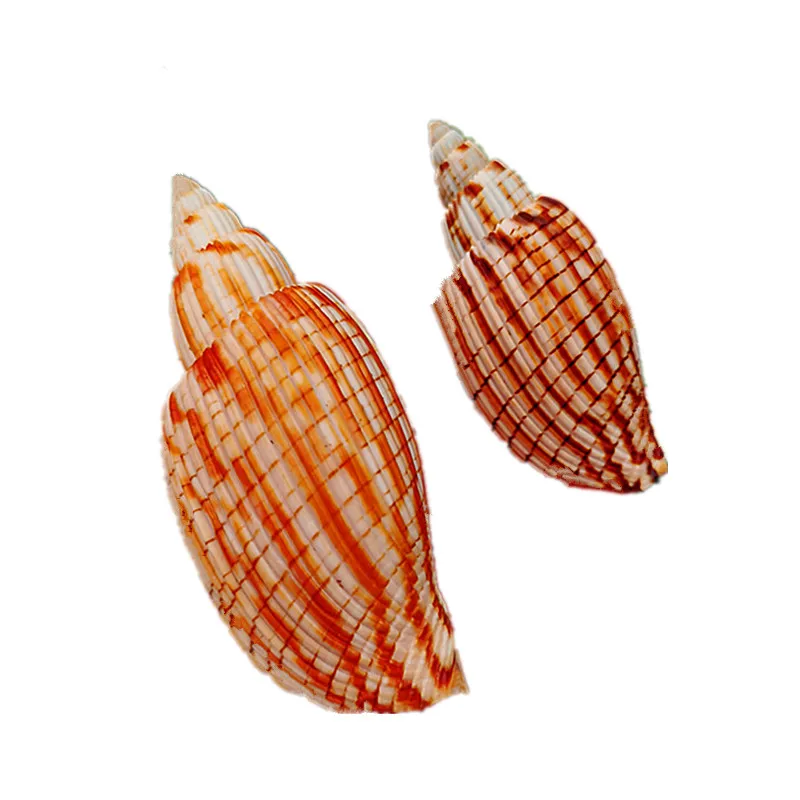Fulgoraria Rupestris, Natural Conch and Shell Lightning Vortex Snail, Rare Specimen Collection,Mediterranean Domestic Ornaments