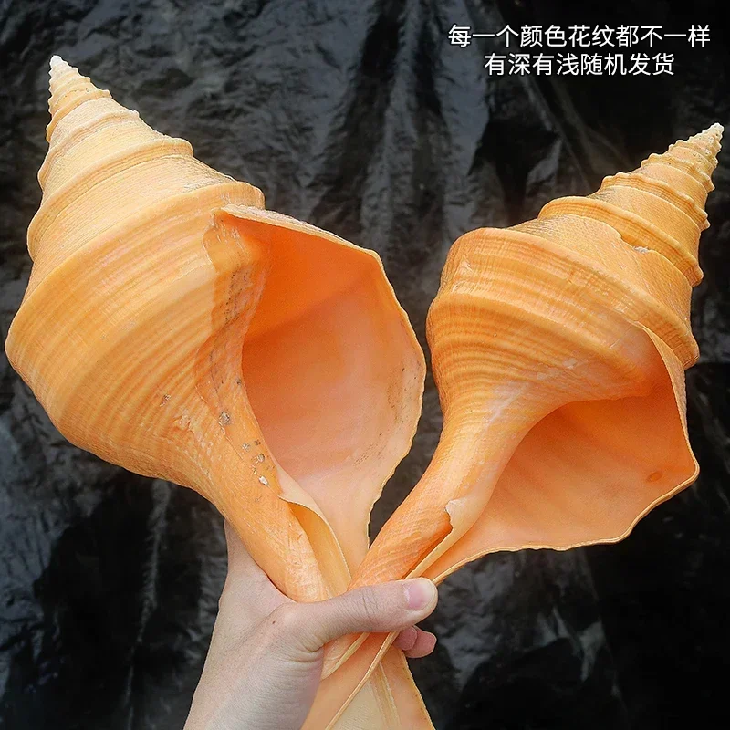 

Australian Fragrant Snail Natural Shell Conch Large Snail Horn Shell Large Conch Shell Blowing Snail