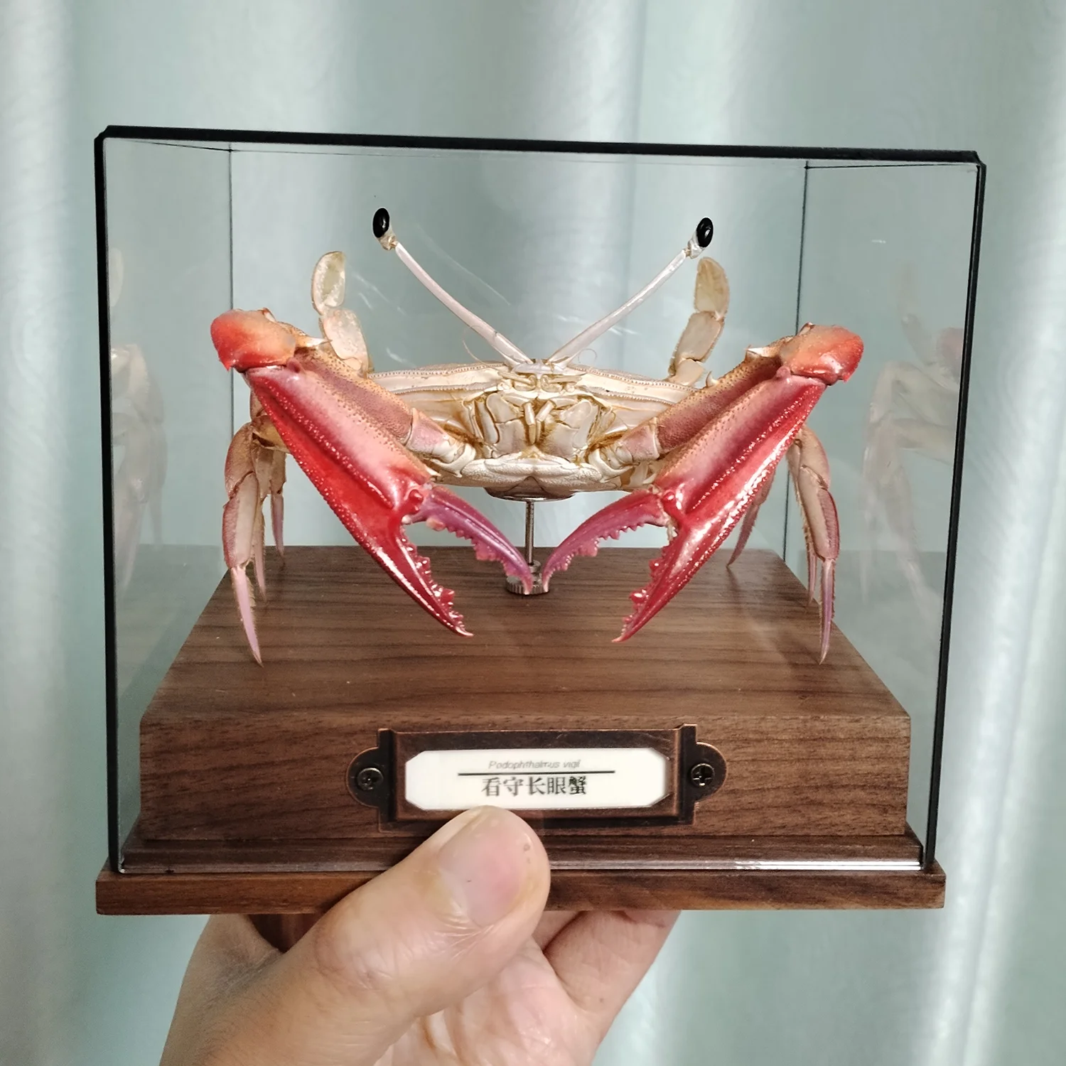 Podophthalmus Vigil Taxidermy Authentic Crab Specimen Unique Collectors Home Decor Handicrafts Ideal Gift for Nature Lovers