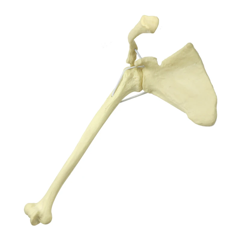 

Human Shoulder Joint Model Shoulder Joint Drilling Practices Model Foam Cortical