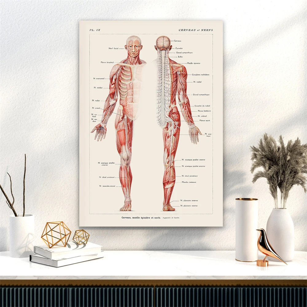 Vintage Science Print Human Nervous System Wall Art Poster Canvas Painting Doctor Office Wall Decor Home Bedroom Wall Art Gifts