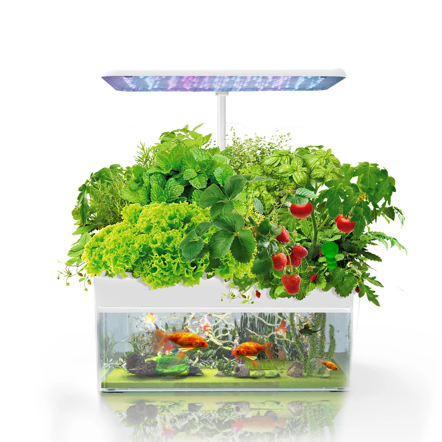 Indoor Hydroponic Planting Aquaponic LED Grow Light and Fishtank With Smart Gardens System and Fish Culture System