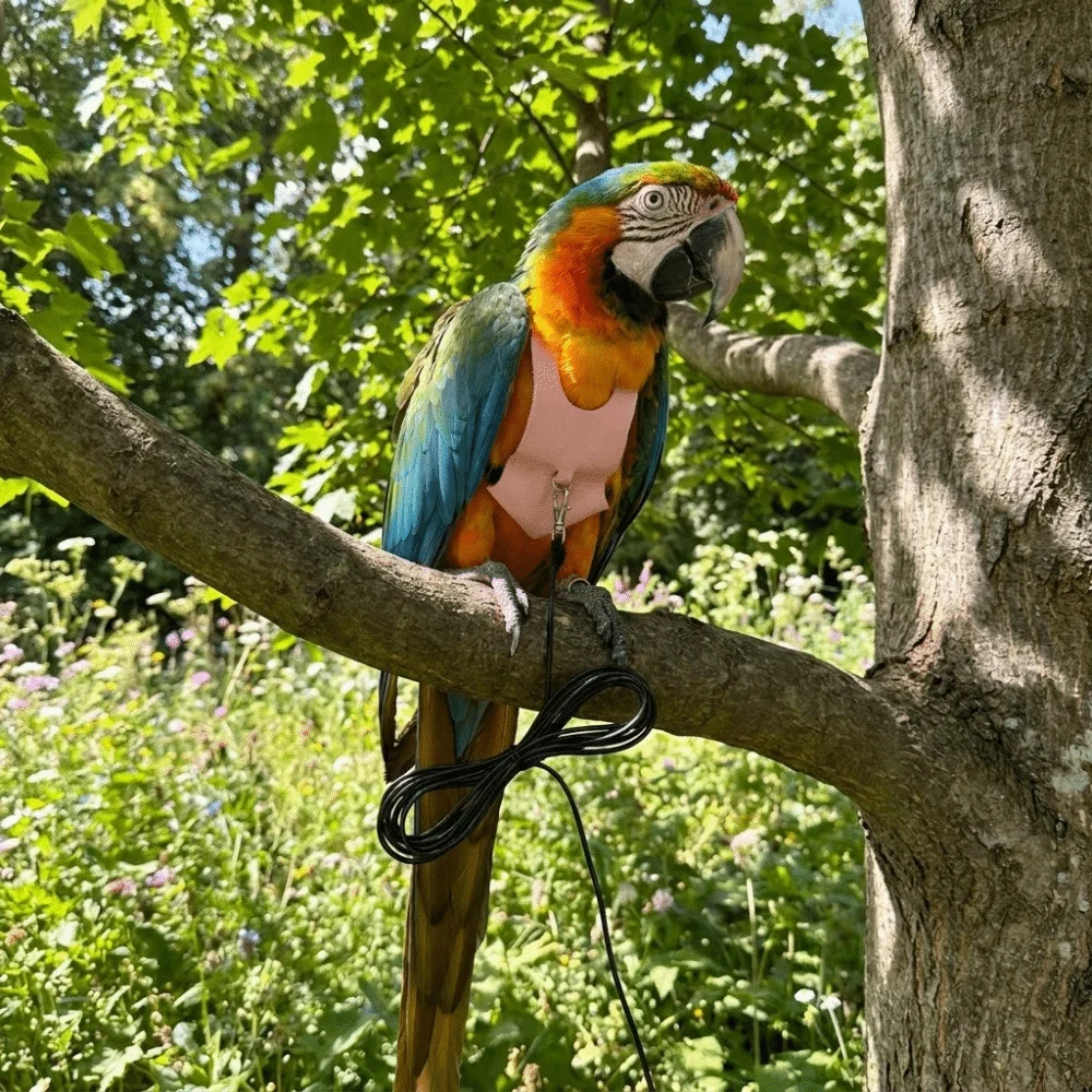 Adjustable Parrot Flying Harness Safety Anti-loss Bird Flight Suits Cowboy Style Lightweight Bird Harness Vest Outdoor Flying