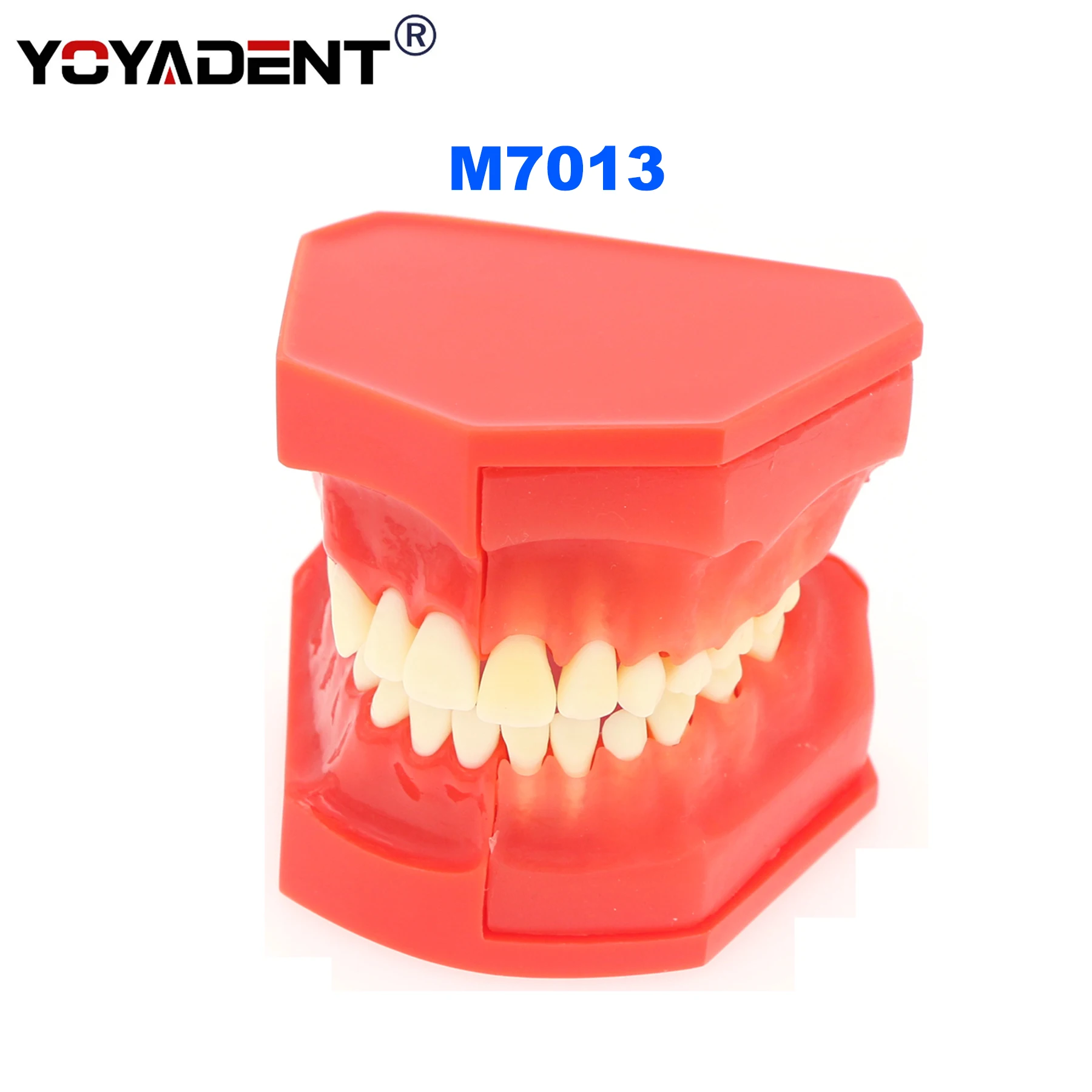 

Dental Teeth Model Detached upper and lower jaw X-ray images Model Dentists Teaching Demo Model