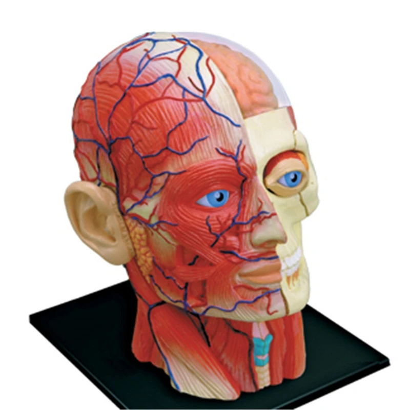 -Torso Human Body Model Education Head Muscles Nerve Organs Model For Student Teaching Study Assembling Model