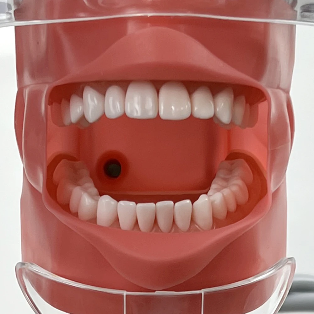 Dental Manikin Phantom Simulator Head Model With Teeth For Dentist Students Teaching Practice Study Dentistry Demonstration