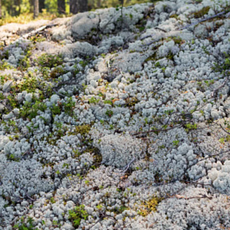 

Металлическая защитная пластина для кузова радиоуправляемого автомобиля, комплект брони для AXIAL RBX10 Ryft 1/10, детали для обновления гусеничного радиоуправляемого автомобиля