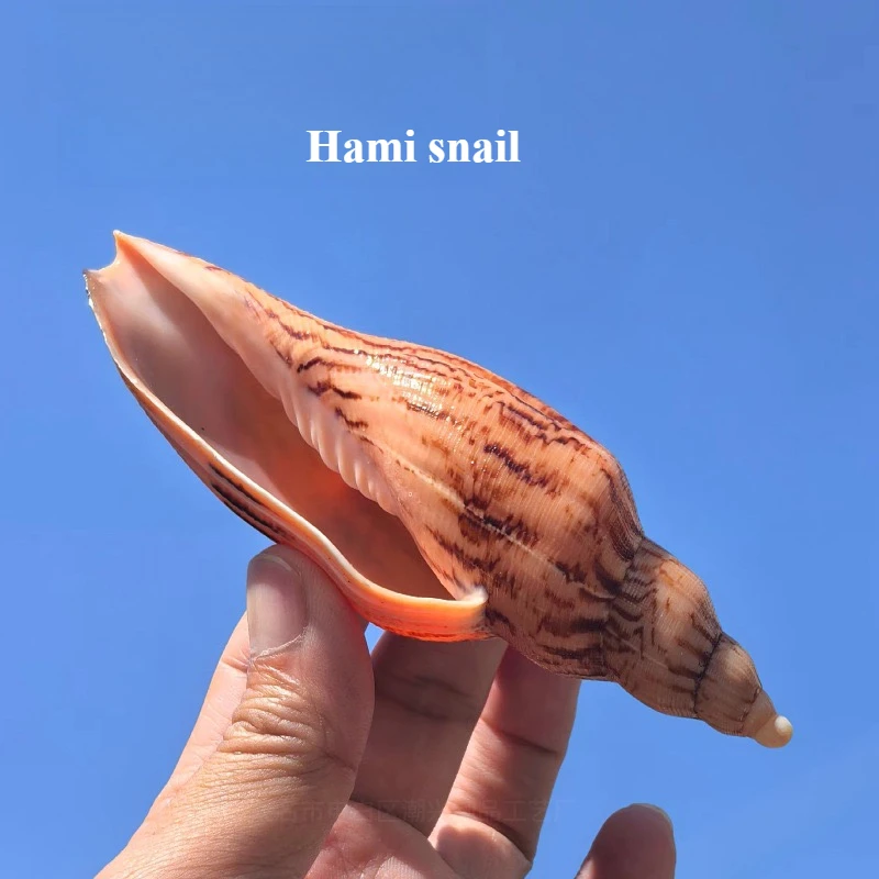 New Hami Vortex Snail Natural Rare Conch Shell Fish Tank Landscaping Decoration Props Home Collection Ornament High Quality
