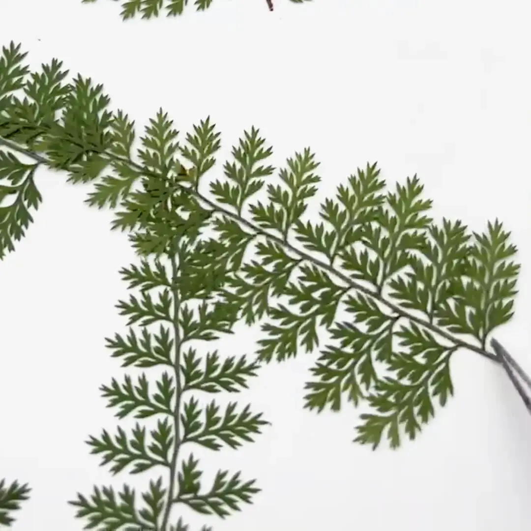 100Pcs Natural Rain Fern Leaf Specimens, Fern Plant DIY Materials, Photo Frame Pressed Flower Art, Resin Crafts, Dried Flower Pressed Flowers