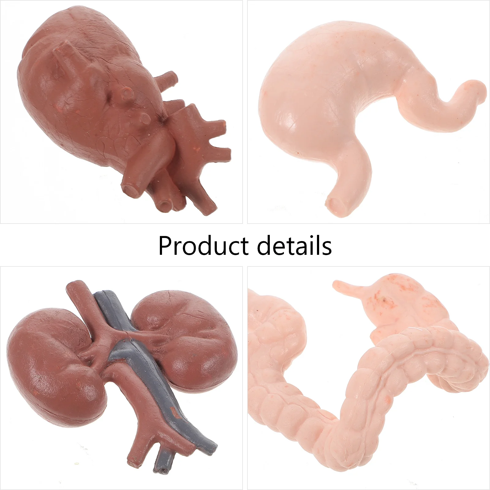 8 Pcs Human Organ Model Decor Simulation Artificial Liver Props Body Student Teaching