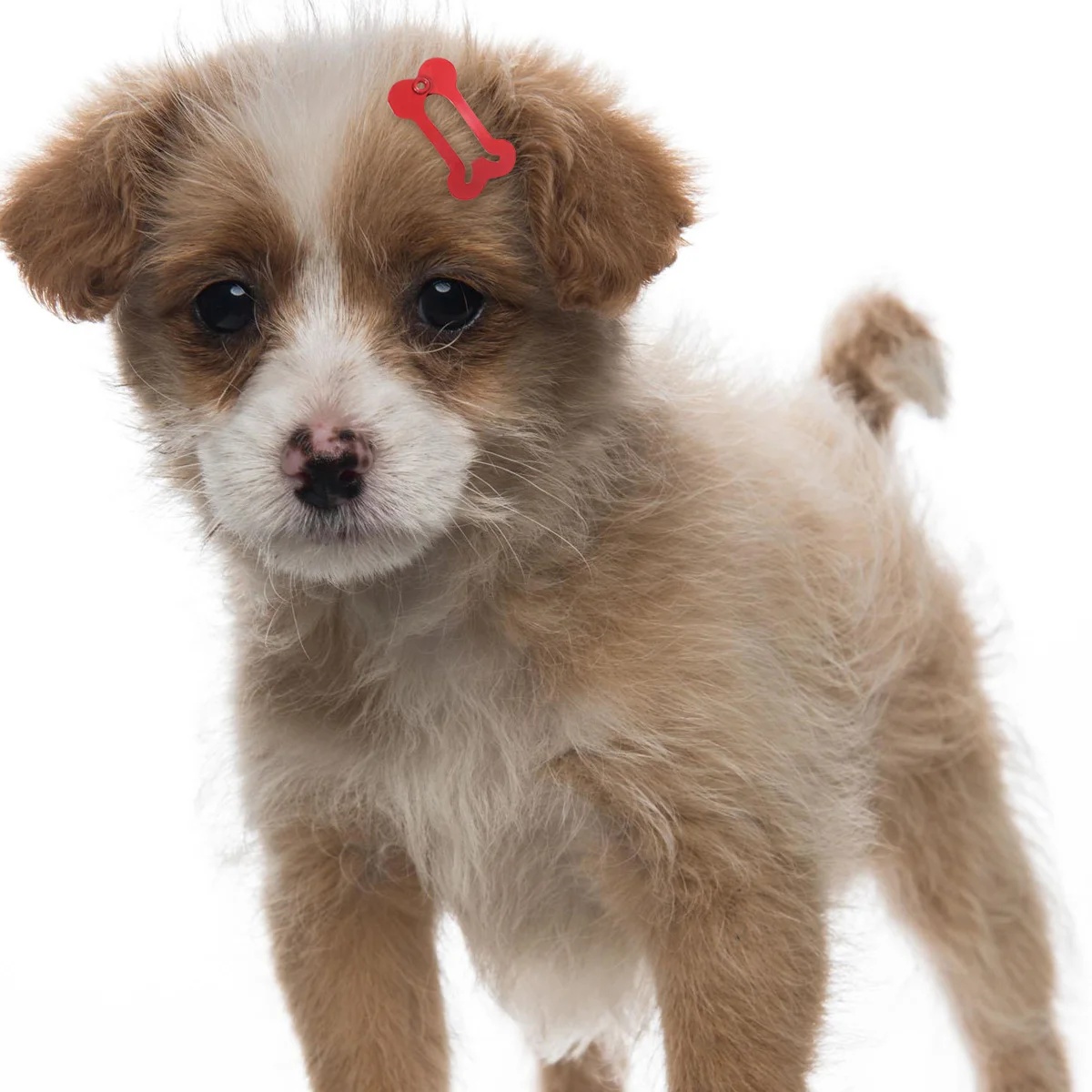

20 Pcs Bone Shaped Hair Clips Durable Pet Accessories Cute Dog Ponytail Holder Fashion Hairpins for Photo Taking Birthday