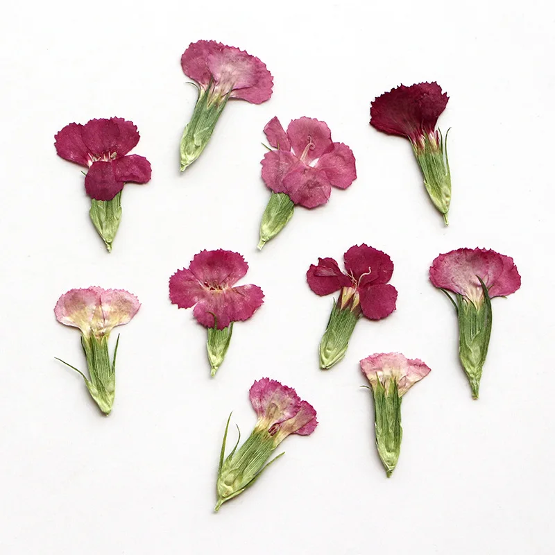 1-2.5cm/12pcs,pressed Acacia plum dried flower petals,face makeup flower,drop glue jewelry candle silk fan diy flower materials