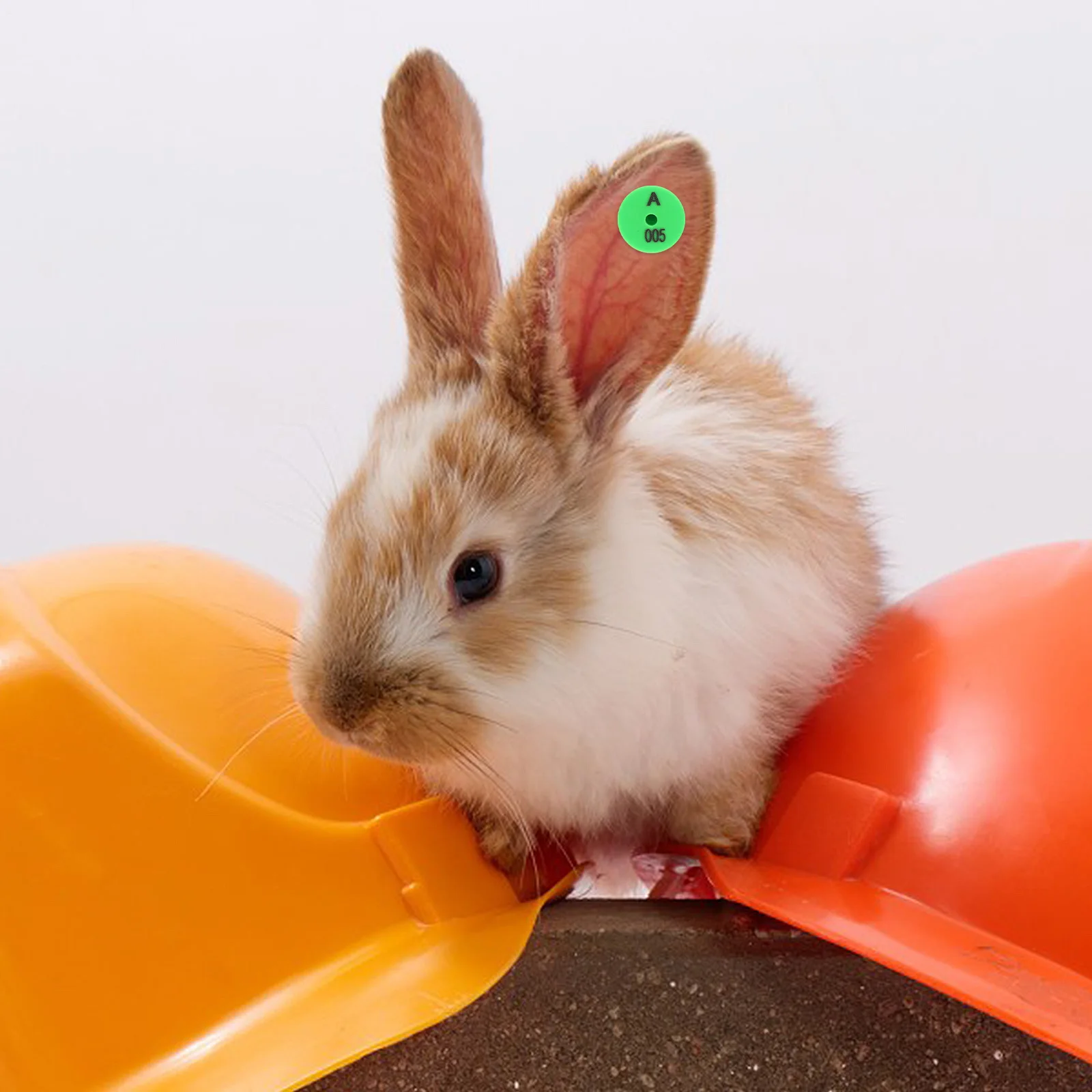 

100Pcs Numbered Rabbit Ear Tags Strong Impact Resistant for Small Animals Identification Farm Livestock Management Ear Tagging