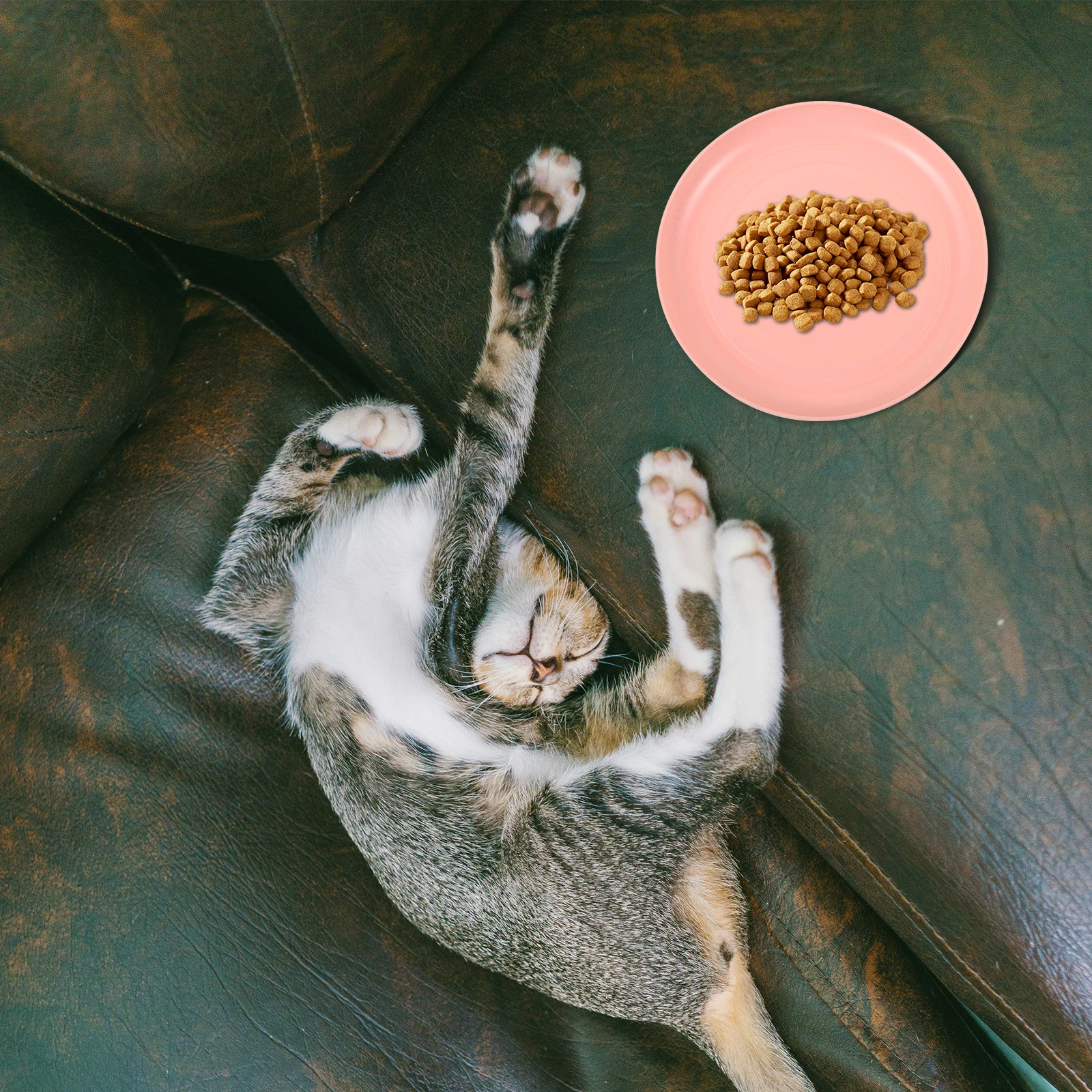 

4Pcs Cat Food Dish Durable Plastic Round Shallow Feeding Bowls Dishwasher Safe Perfect for Small Indoor Cats Cat Food Dish