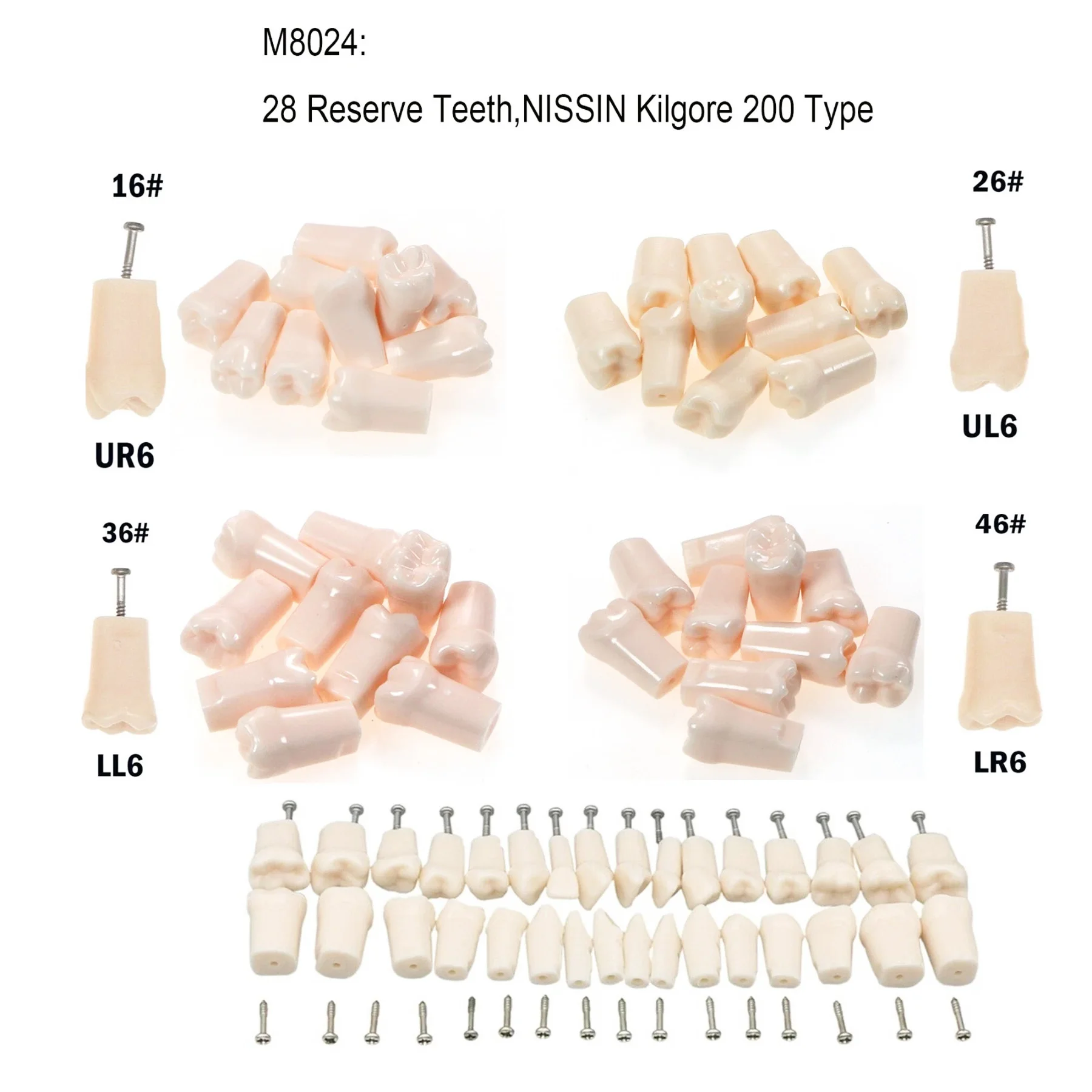 

Стоматологические ввинчивающиеся сменные зубы, модель зубов Typodont для типа NISSIN 500, можно использовать для обучения анатомии и окклюзии