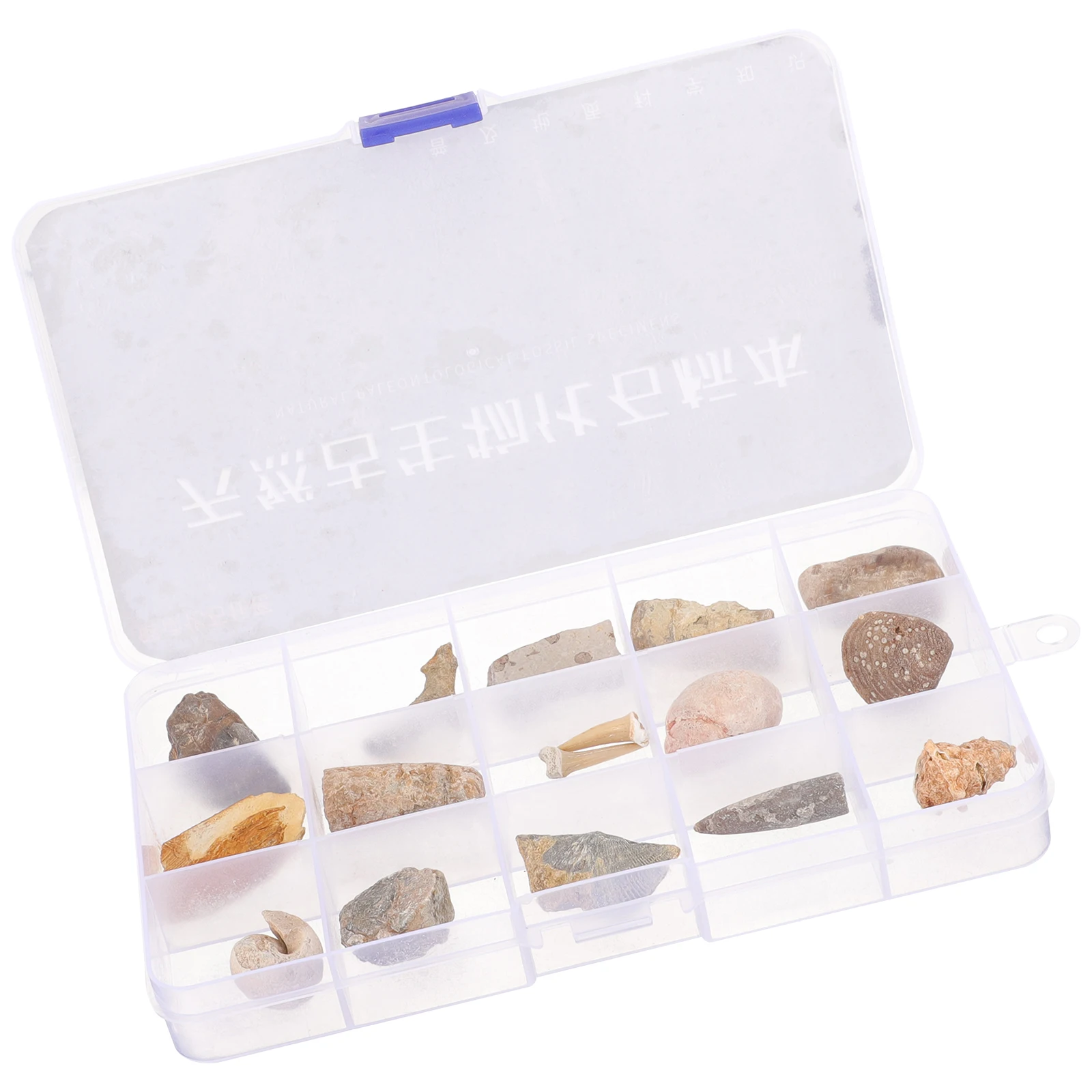 

Specimen Dinosaur Bone Real Look Science Education Toys Decorations Teaching Props Model Children Study