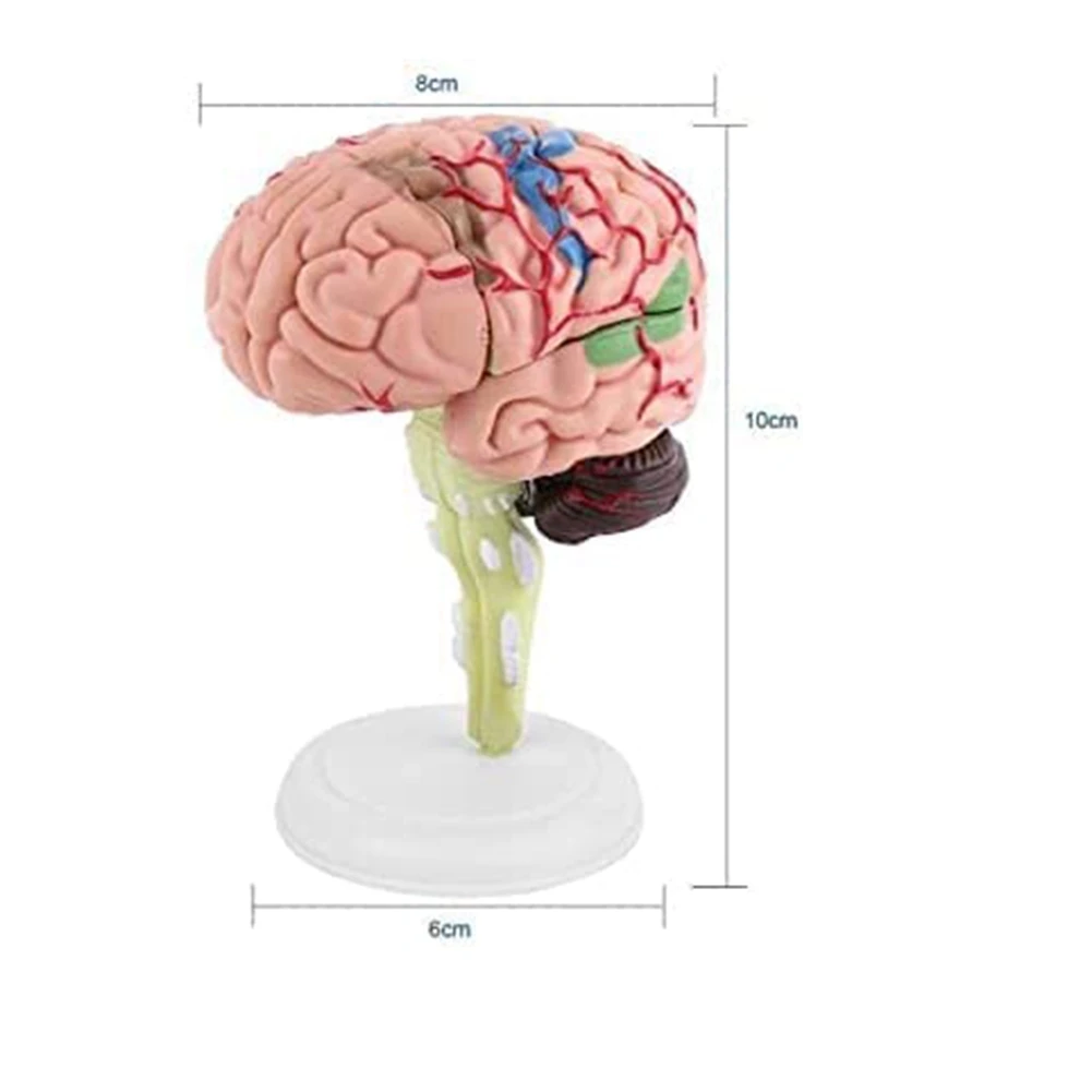 Imagem -02 - Modelo do Cérebro Humano Desmontado Anatomia Estrutural Ensinando Ferramenta de Aprendizagem