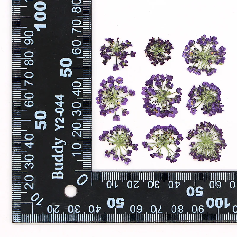 12 قطعة حزمة 1.5-2.5 سنتيمتر كرة الثلج ضغط الزهور المجففة DIY بها بنفسك اليدوية جراب هاتف صنع المجوهرات ملء الزهور المجففة الطبيعية الحقيقية