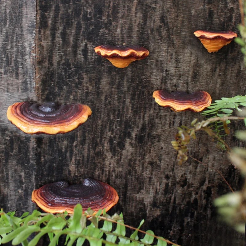

Макет двора, имитация Lingzhi, украшения для дома и сада, вилла, грибное дерево, подвесные поделки из смолы, 5 шт.