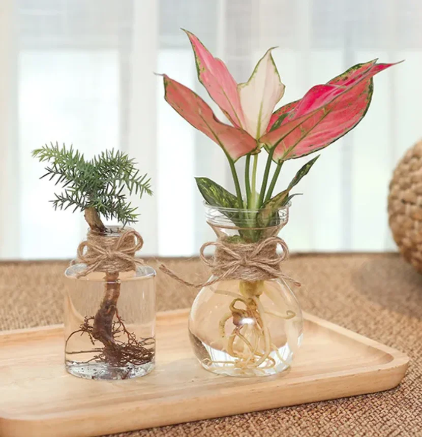 

Transparent Hydroponic Dill Planter - Round Modern-Simple Small Plastic Pot 꽃병