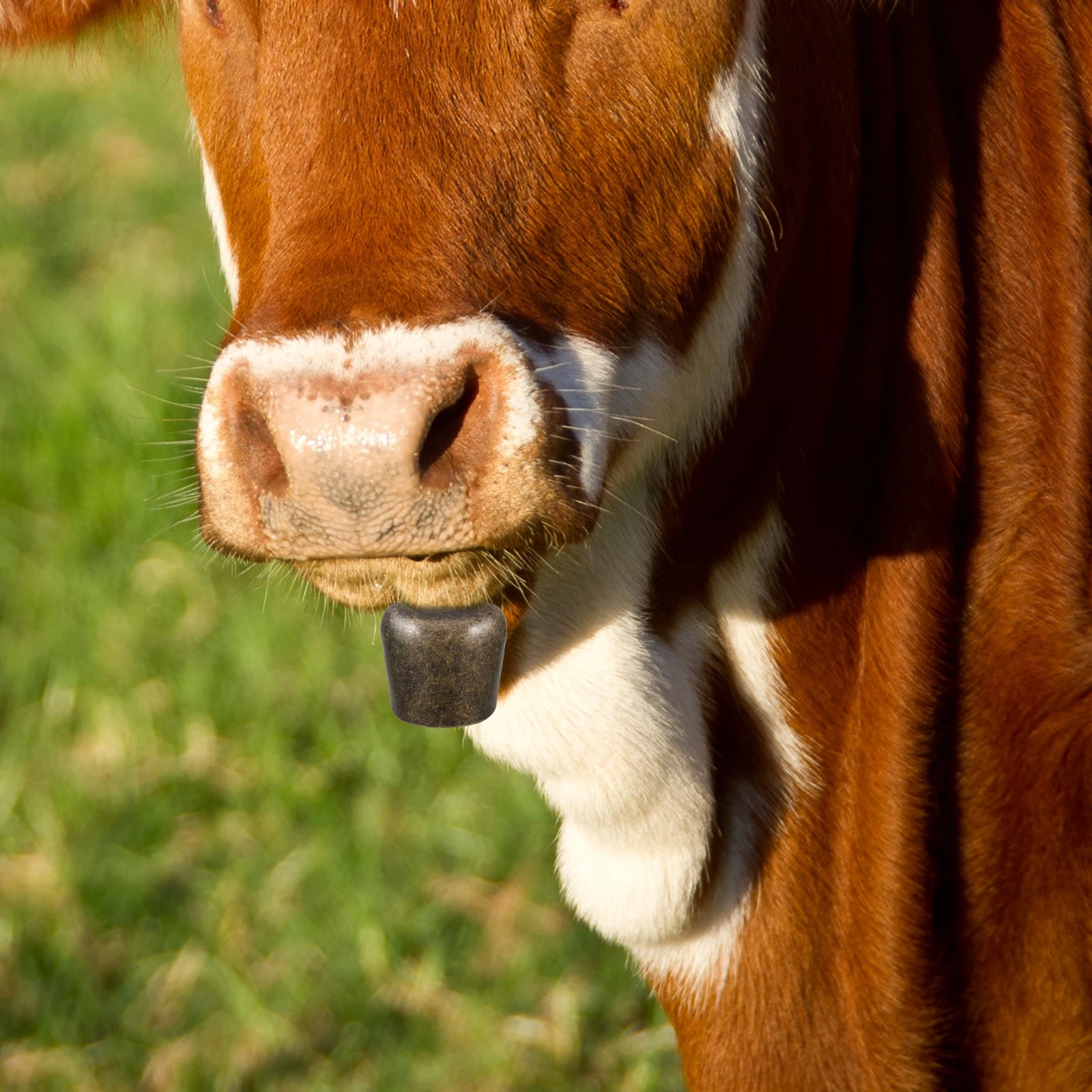 

CattleSheepBells AnimalHangingMetalDarkBrown GrazingBaby DurableIron Portable SmoothSurface BrightColor LongTermUse NotRust