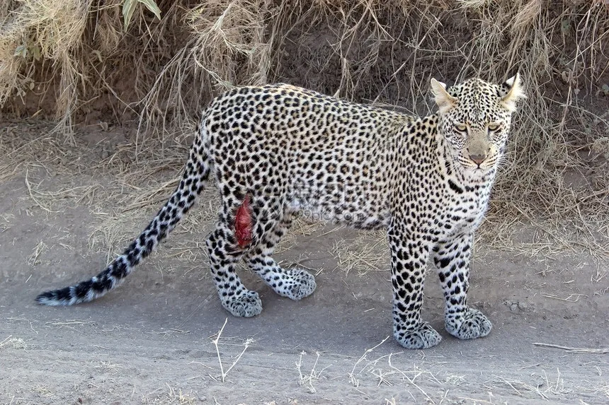 

for Arrma 1/14 Typhon Grom Small Typhoon Tires, Sand Digging Tires, Snow Tires, Beach Tires