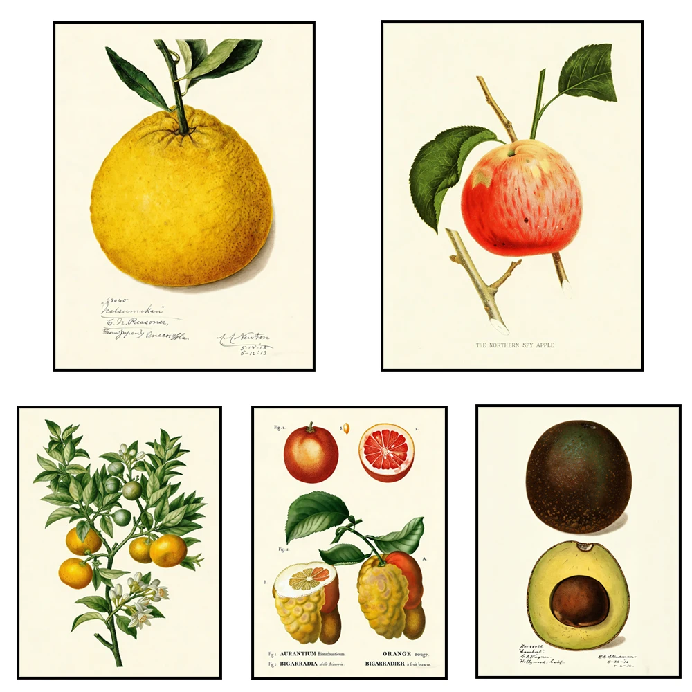 Vintage apple tree, avocado, citrus, lemon, orange, grapefruit, tropical fruit plants, kitchen and dining room decorative poster