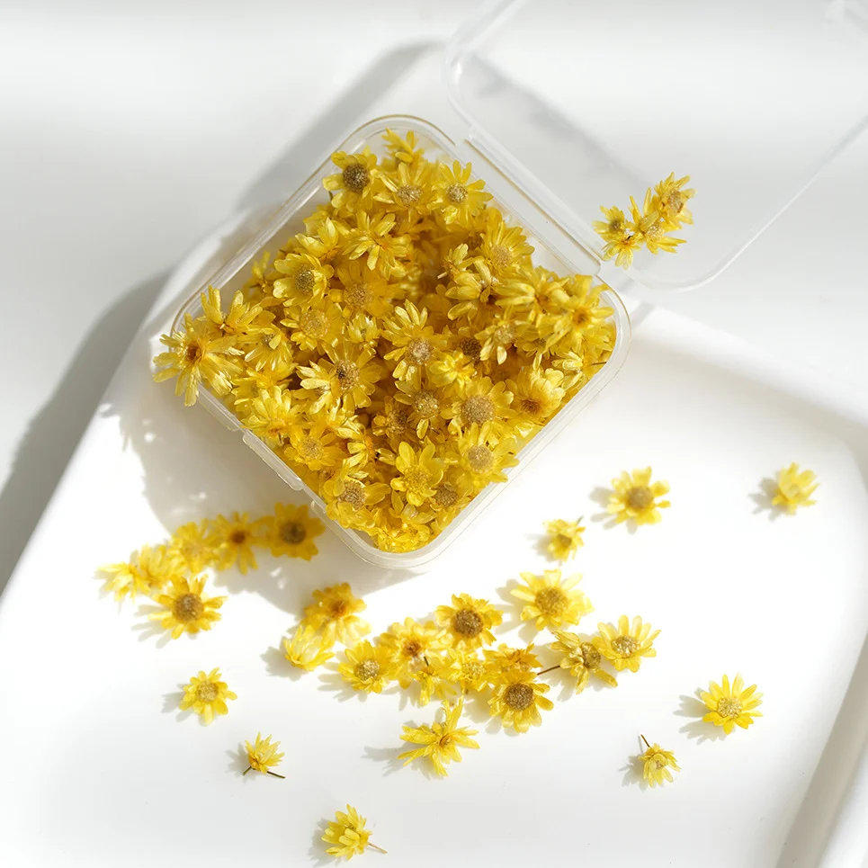 150Pcs Natural Plant 3D Dried Colorful Mini Brazilian Star Flower Heads Without Stems DIY Dried Flowers Daisy Crystal Resin Decoration Filler Dried Flower Heads Nail Art Decorations Gift Handmade