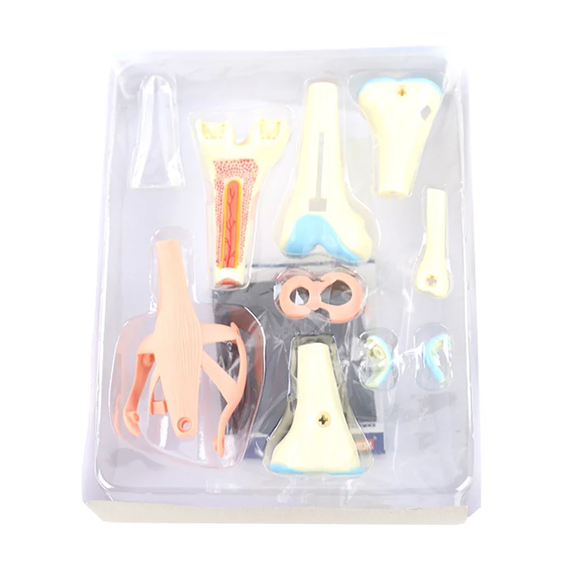 ใหม่! ลําตัว Human Body Model การศึกษาอวัยวะข้อเข่าสําหรับนักเรียนการสอนการศึกษาประกอบรุ่น