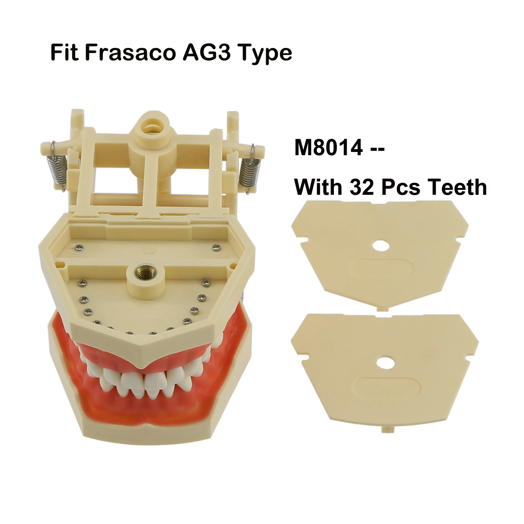 Frasaco ANA-4 AG3 Type Fit Dental Typodont Standard Practice Filling 28Pcs 32Pcs Screw-in Teeth Model Implant Restoration Demo