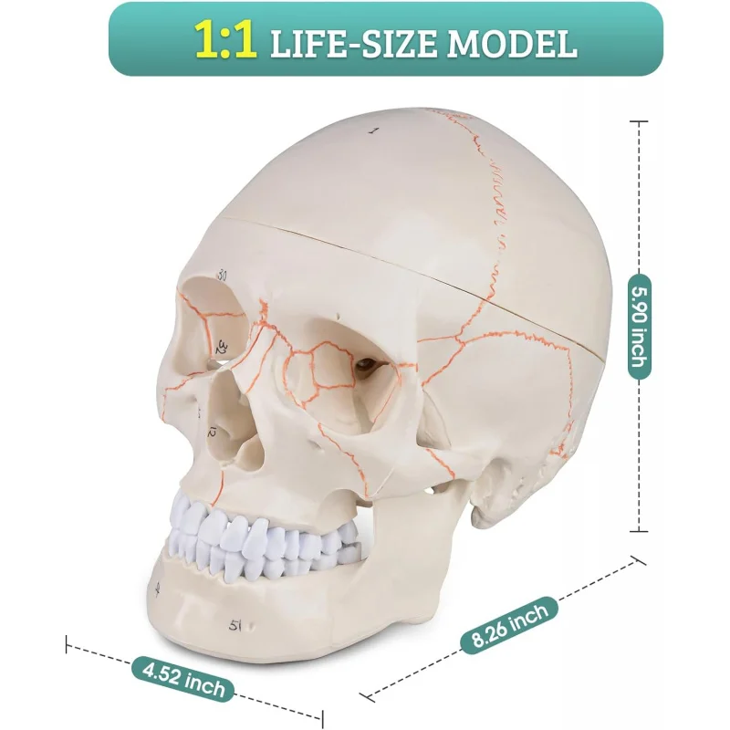 

Анатомическая модель человеческого черепа в натуральную величину, номерная (51 номер), из 3 частей, из ПВХ, с окрашенными швами, учебное пособие по медицинской анатомии