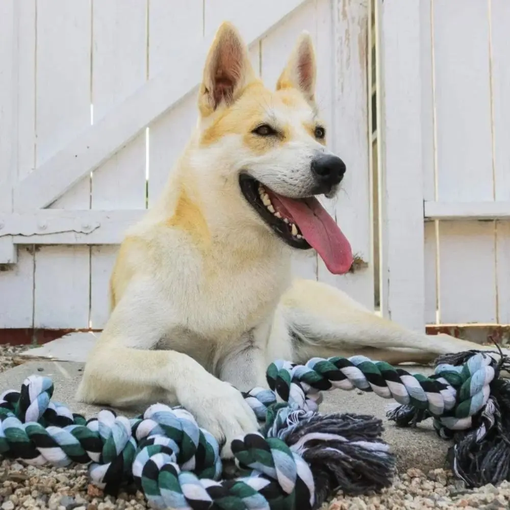 

Cotton Dog Chew Toy Interactive Teeth Cleaning Double Cotton Chew Knot Toys Non-Toxic Eco-Friendly Indestructible Dog Rope Toy