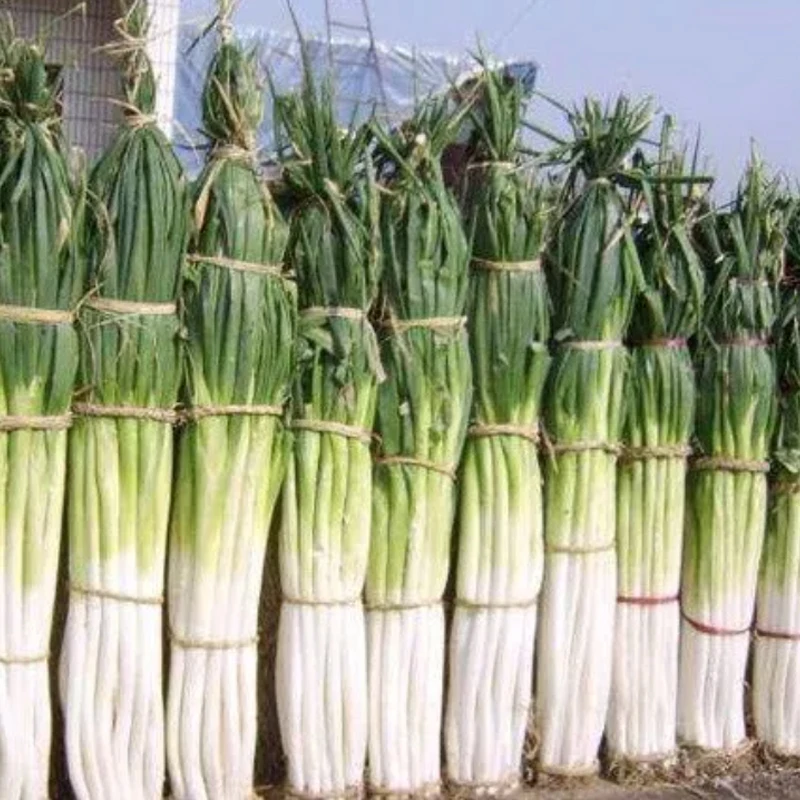 

Vegetable Cutter Machine Commercial Canteen Hotel Kitchen Potato Slicing Machine Stainless Steel cheese Cutters Machine 200KG/H