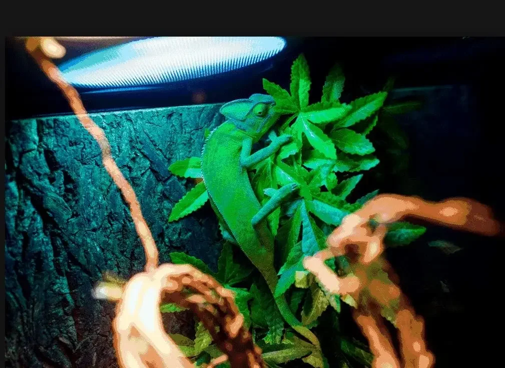 Reptile Silk Plants Leaves Enclosure Tank Decoration Vines for Climbing with Suction Cup for Reptile & Amphibian Habitat Plants