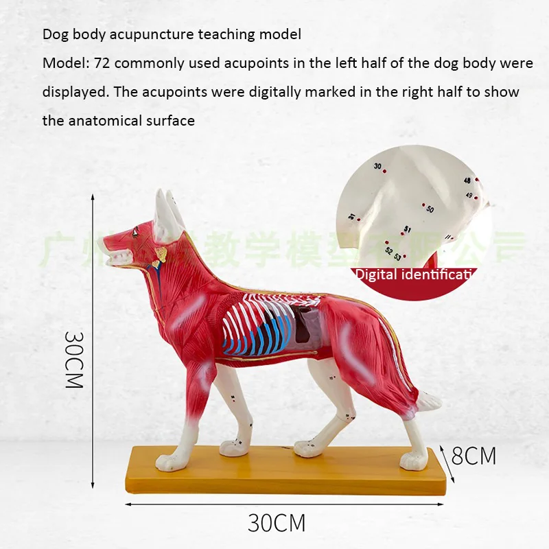 Animal Acupuncture Point Model Animal Anatomy Model Dog Body Anatomy Veterinary Teaching Model