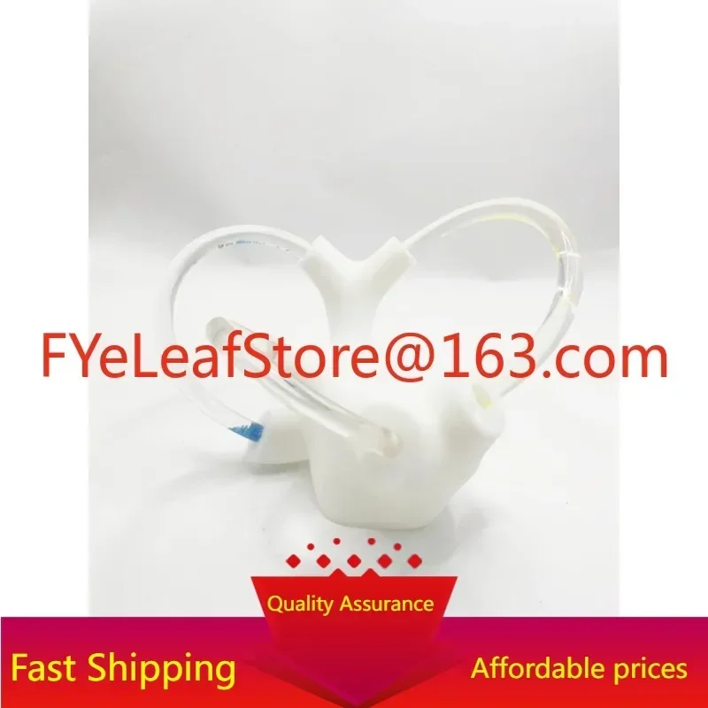 Semicircular Canal Otolith Anatomy Model Skeletal Cochlear Inner Ear Structure Cerebroneural Vestibular Rehabilitation Part